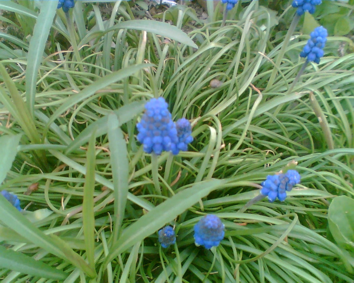 Picture 187 - Muscari