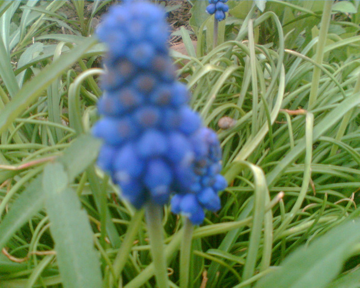 Picture 188 - Muscari