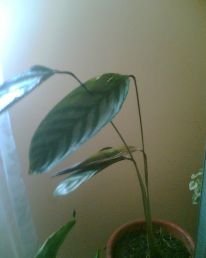Picture 198 - Diverse flori
