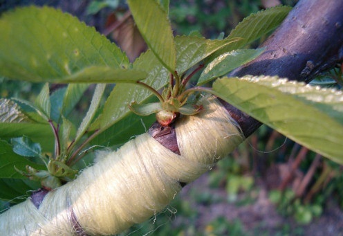 altoirea-pomilor-fructiferi - pomicultura2011