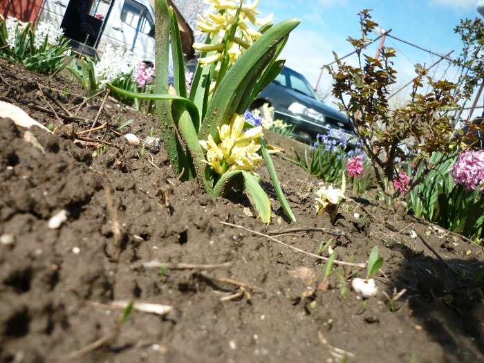 P1040847 - flori de primavara