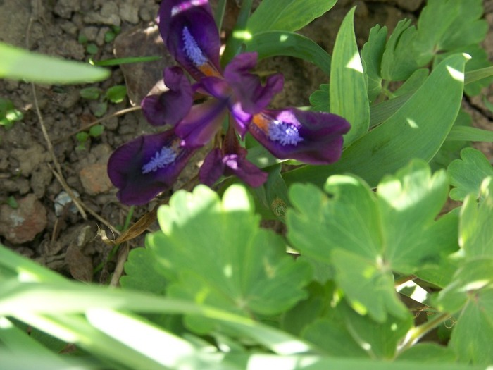 100_2396 - Aprilie 2011