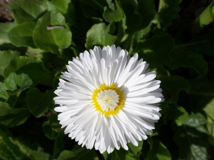 100_2428 - Aprilie 2011