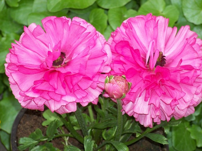 100_2491 - Aprilie 2011