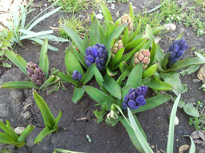 zambile - flori aprilie 2011