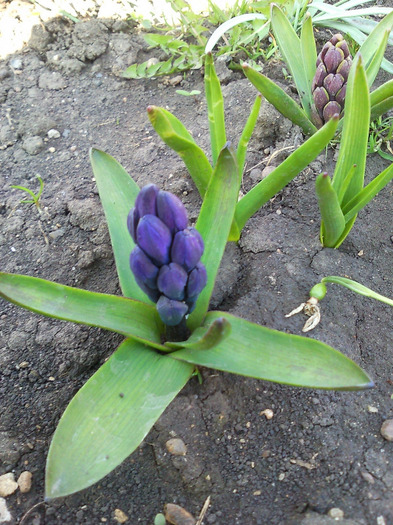 zambile - flori aprilie 2011