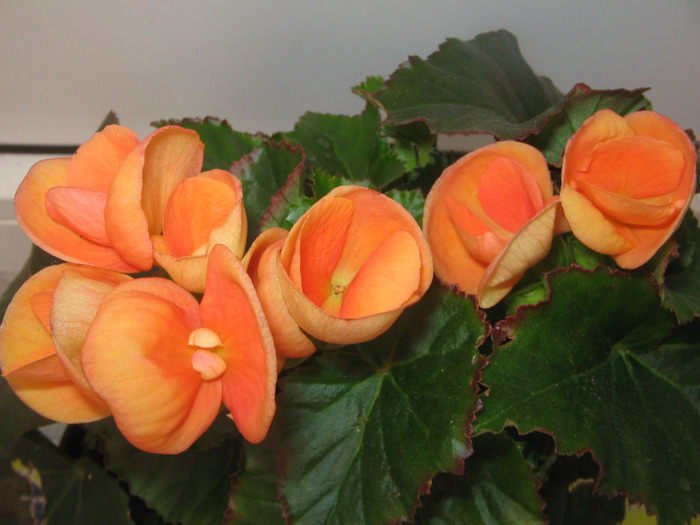 15.04.2011 - begonia