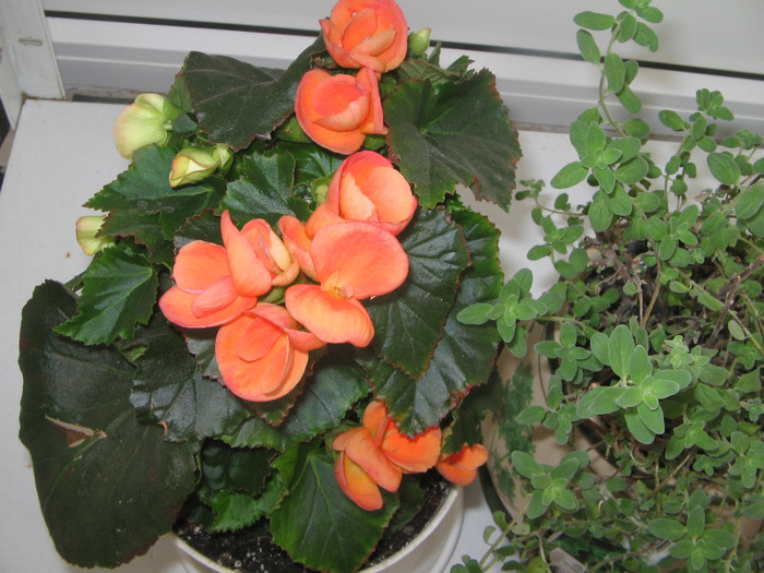 15.04.2011 - begonia