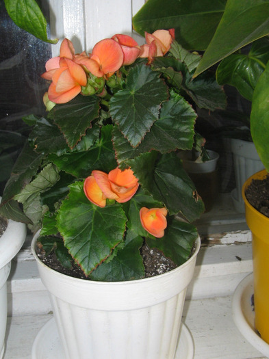 15.04.2011 - begonia