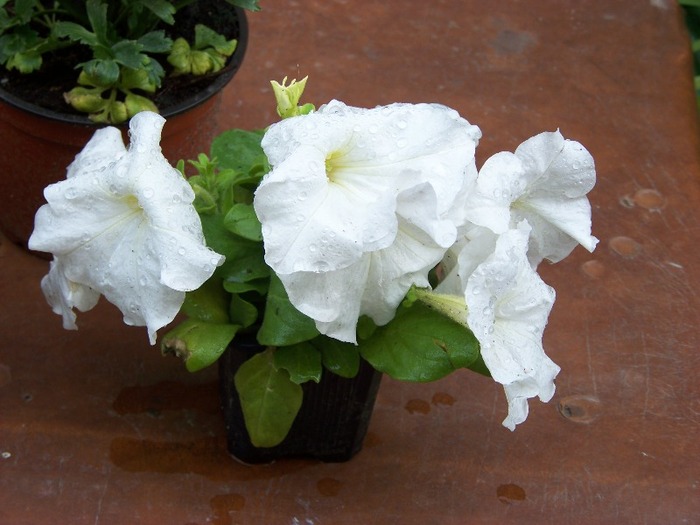 100_2626 - Flori 2011