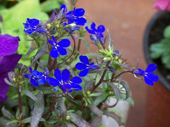 100_2627 - Flori 2011