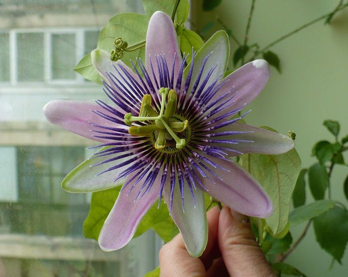 P1330382 - Passiflora 2011