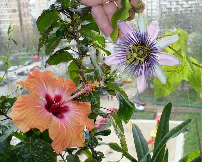 P1330385 - Passiflora 2011