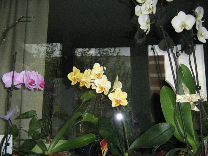 IMG_9764 - Orhidee Phalaenopsis