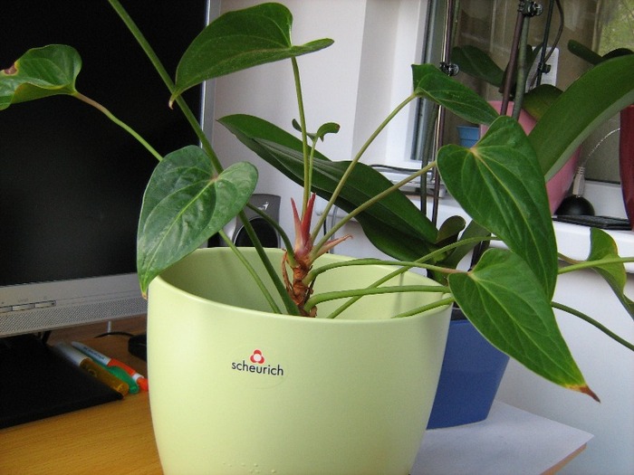 Anthurium - Plante de apartament