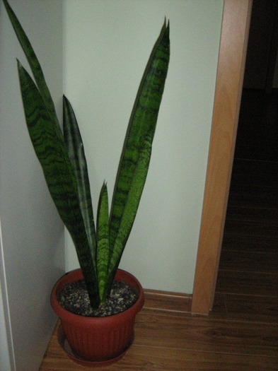 Sanseveria