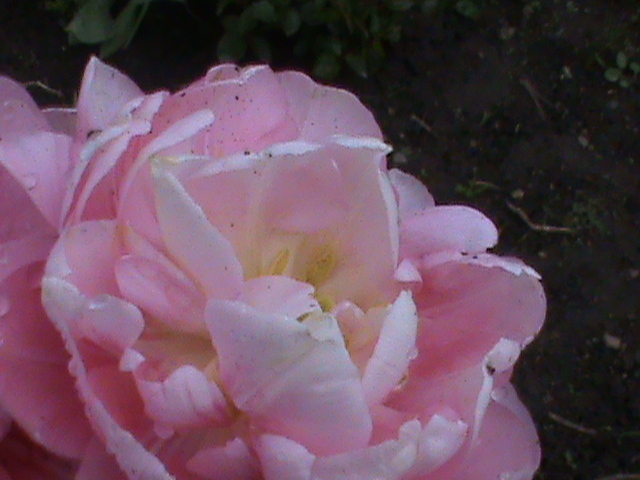 DSC02696; lalea roz
