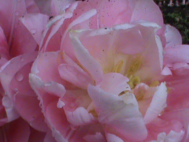 DSC02697; lalea roz
