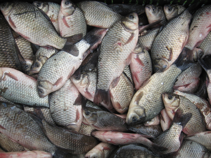 IMG_0269 - PESCUIT 2011