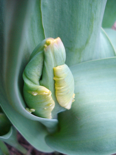 Tulipa Parrot (2011, April 08)