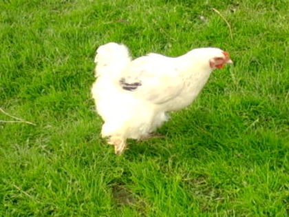 Puicuta de Brahma Herminat Deschis