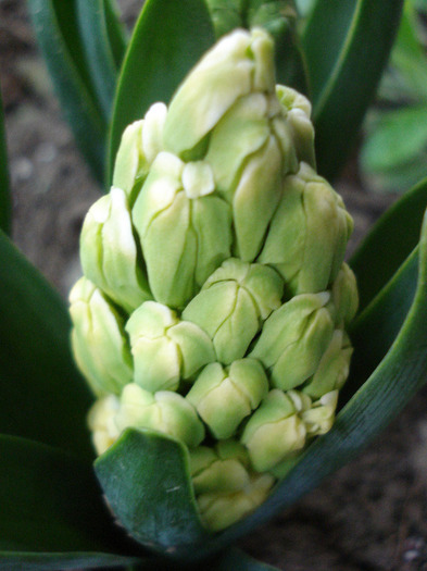 Hyacinth Yellow Queen (2011, April 13) - Hyacinth Yellow Queen