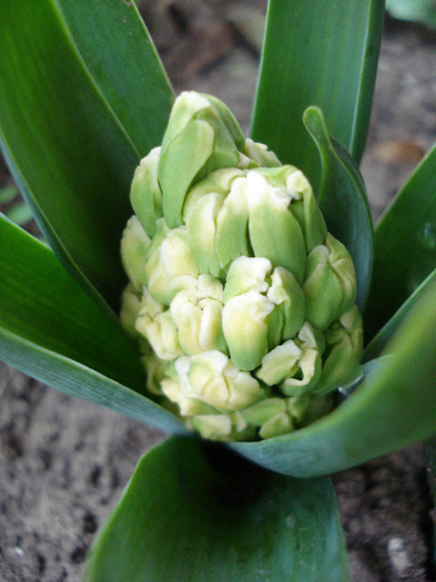 Hyacinth Yellow Queen (2011, April 13)