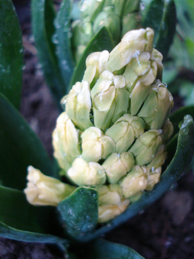 Hyacinth Yellow Queen (2011, April 14) - Hyacinth Yellow Queen