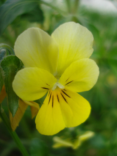 Yellow Trailing Pansy (2011, Apr.04) - Trailing pansy Yellow