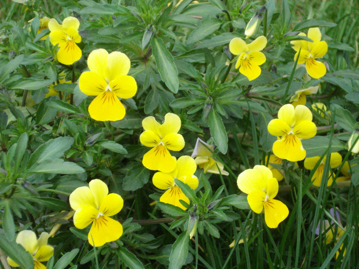 Yellow Trailing Pansy (2011, Apr.12)