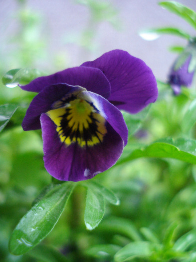 Purple Trailing Pansy (2011, Apr.14)