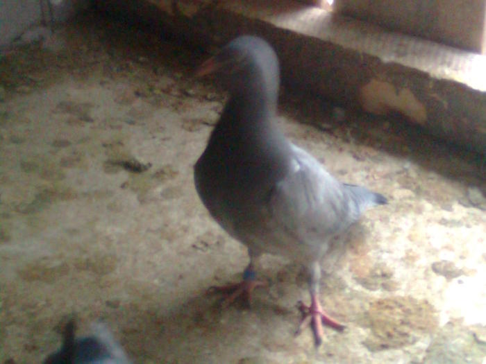 Imagine0179 - pui 2011 porumbei adusi din belgia MATIS DESMET SI JANSSEN