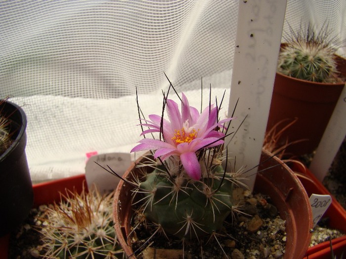 Turbinicarpus viereckii, Matias Garcia, Jaumave