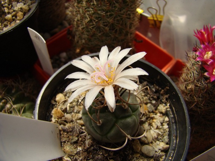 Turbinicarpus macrochele - Turbinicarpus