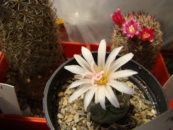 Turbinicarpus macrochele - Turbinicarpus