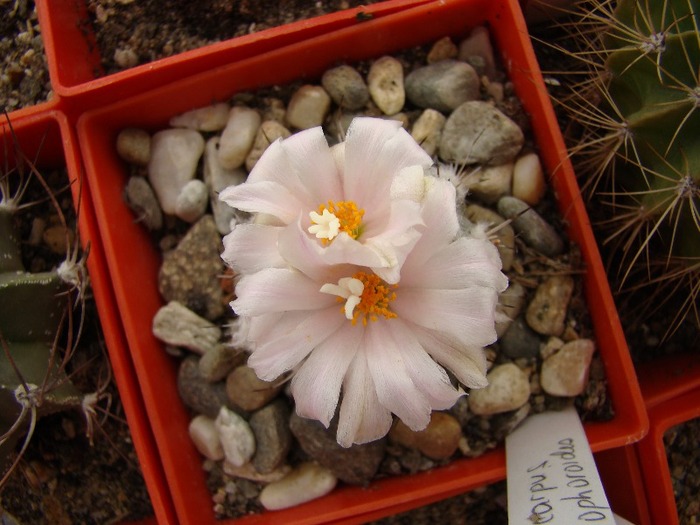 Turbinicarpus lophophoroides - Turbinicarpus