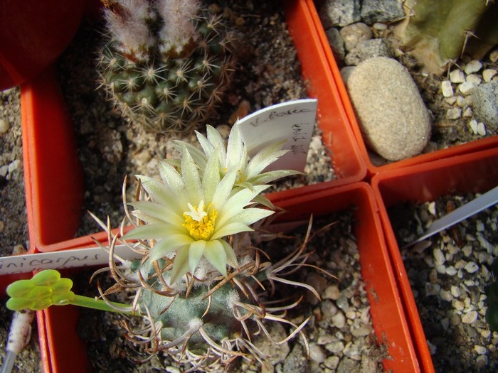 Turbinicarpus flaviflorus