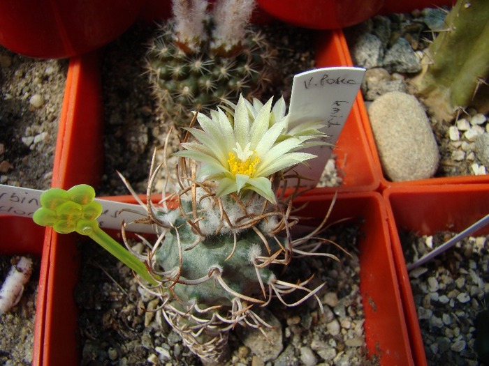 Turbinicarpus flaviflorus - Turbinicarpus