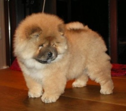 rasa Chow-chow adoptat de LadyNowadays