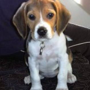 Beagle adoptat de MagicOnlineTv - Adopta un catel virtual
