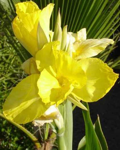 Canna Yellow Humberto - IMI DORESC