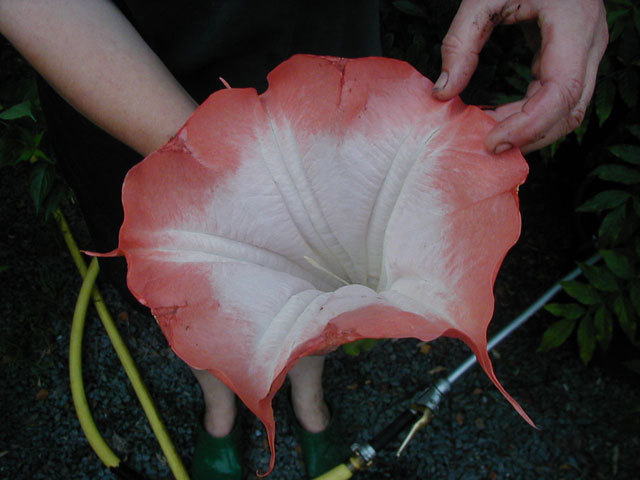 Brugmansia Red Picotee