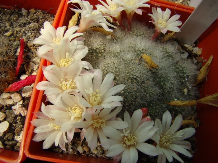 Aylostera albiflora