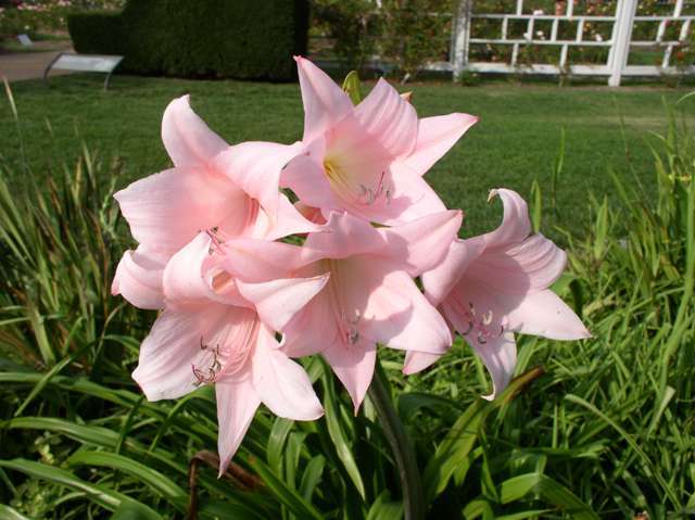 AMARCRINUM HAWARDII - IMI DORESC