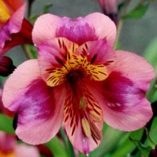 ALSTROEMERIA POLKA