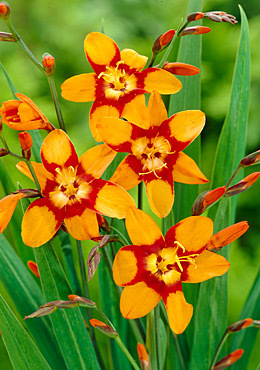 CROCOSMIA EMILY MC KENZIE