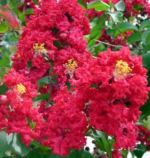 LAGERSTROEMIA COCCINEA