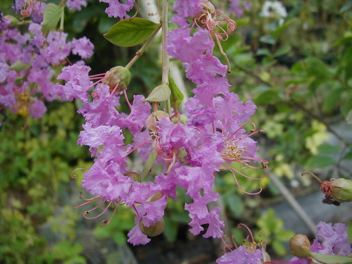 LAGERSTROEMIA HYBRIDE - IMI DORESC