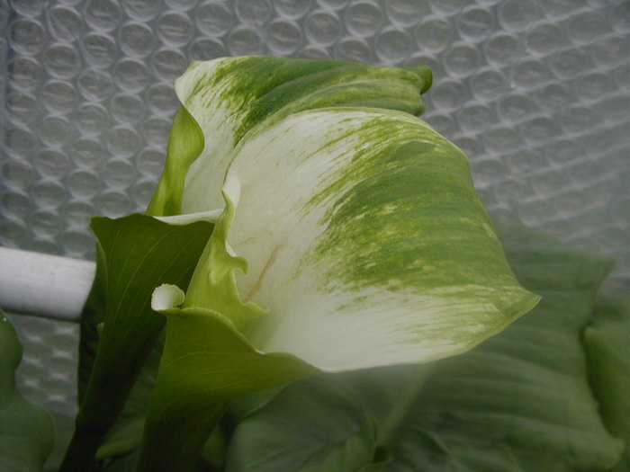 ZANDTEDESCHIA AETHIOPICA GREEN GODDESS - IMI DORESC