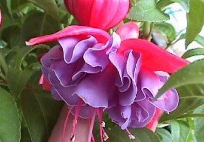 fuchsia